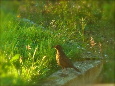 あいかわらず　時々　姿を見せてくれる　ウタツグミさん。