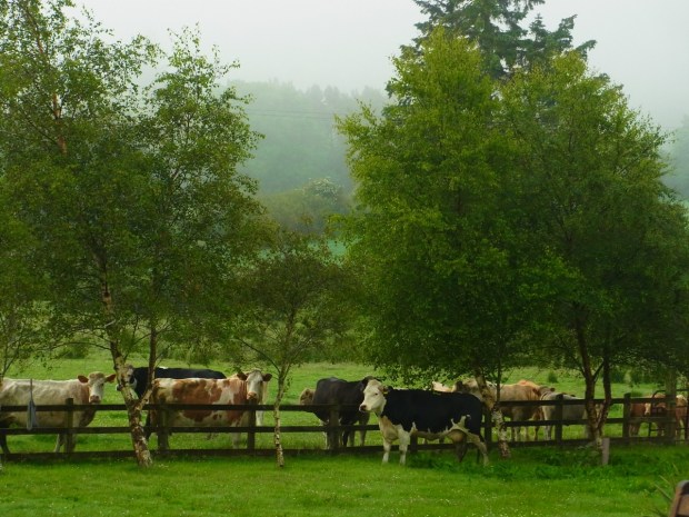 のんびり草を食んでたひとが約１名。。。　「ありゃ、みんな帰っちゃった？」　　Celle-là était encore tranquillement là bas, à papoter avec ses copines de l'autre côté et à manger un peu etc... 'Tiens ils sont tous partis? déjà?' 