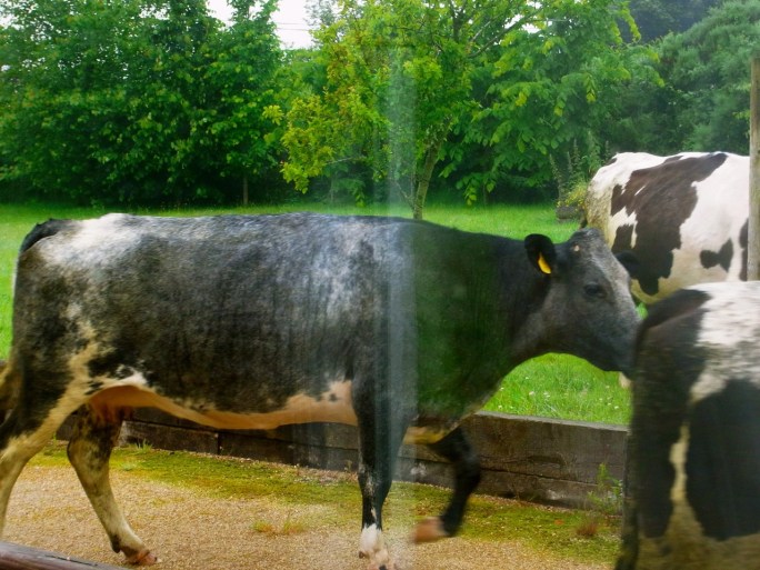 うぎゃー　いっぱい来ちゃった！！！　　ど、ど、ど、ど、ど、ど！！！！！！！！！　Il y en a plein qui arrivent à toute vitesse. Le bruit!!!