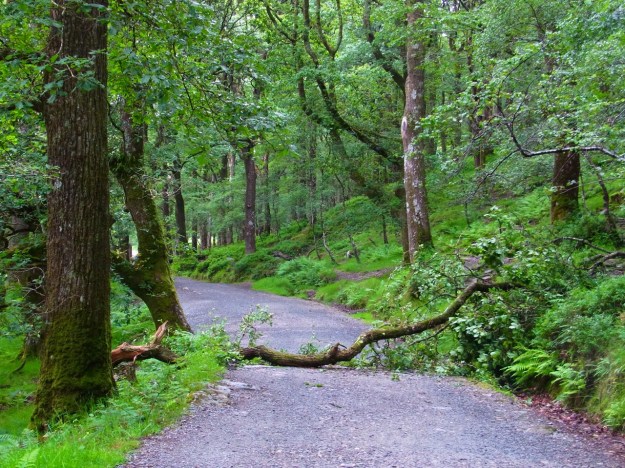 夜のあいだの激しい雨で、こんなところも。