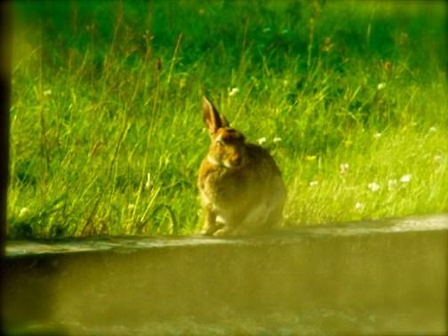 ついでに、ヒナタボッコうさぎ。