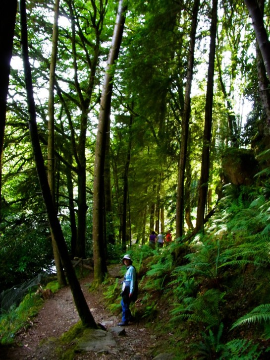 巨木の連なる林