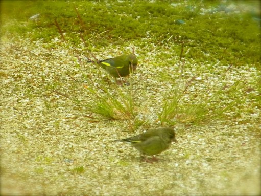 Verdiers d'Europe, 7 juillet à 8h35 　七夕の日の朝、仲良くご飯ちうの　アオカワラヒワ　Green Finch