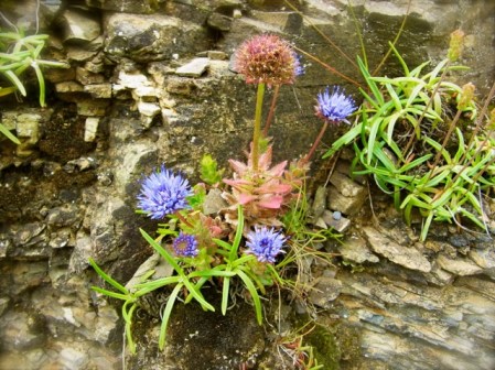 岩に生えているかわいい花。