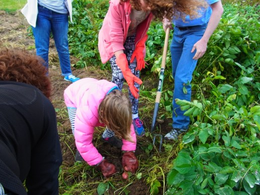 お芋をたくさんもらいました。