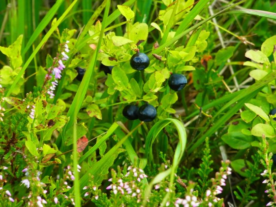 Beaucoup de 'frocken' maintenant! Il faut amener un petit sac plastique.