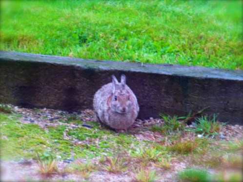 「ちょっと肌寒い日が続くわね」　まんまるのピーターラビット。