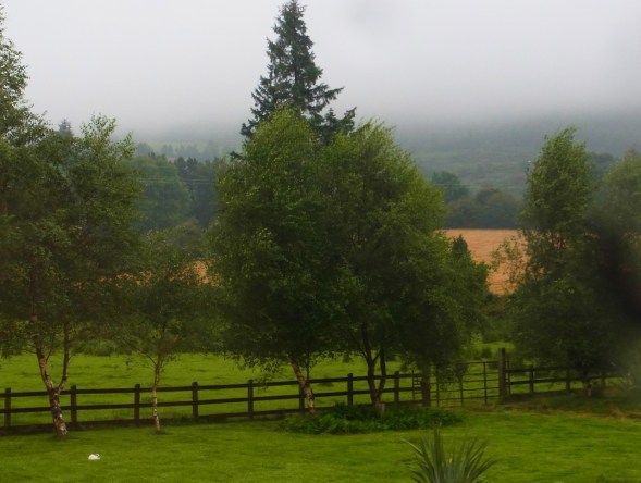 いつのまにか、隣の麦畑が黄色く色づいています。