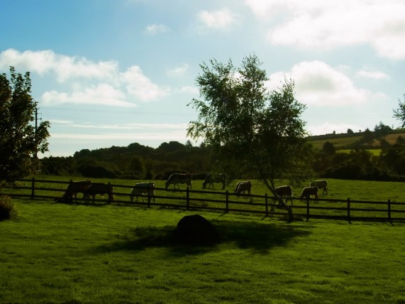 昼間とても良い天気になりました。