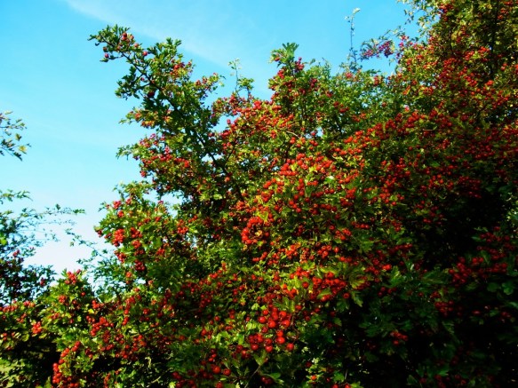Ceux-là ne sont pas mangeables! サンザシの実も真っ赤に色づいています。