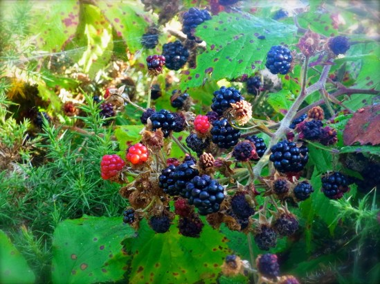 ホラね。。。。 Like these ones!!