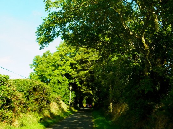 Wednesday walk. I've seen blackberries everywhere!! 9月10日(水)の散歩のときも、道ばたにいっぱいブラックベリーが・・・・
