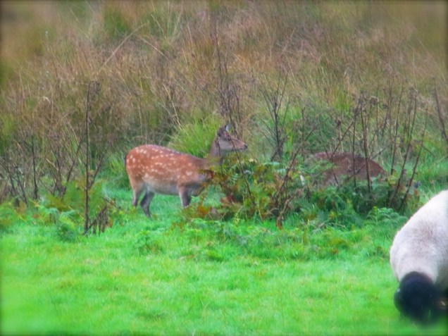 右にいるのは、パンダじゃありませんよ〜♪　 C'est pas un panda!! 