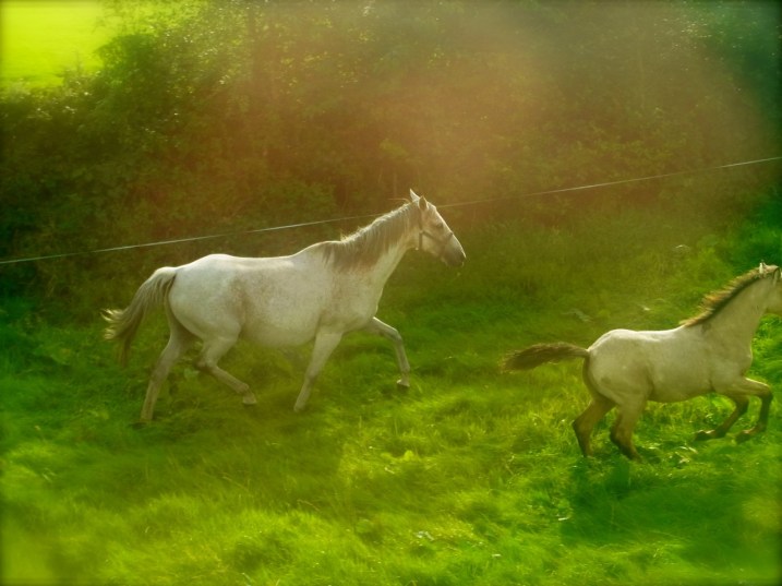 すごく喜んで走っていました。