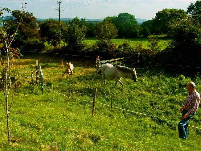 Joe a ouvert la porte pour leur permettre de venir sur le bout de terrain d'à côté de la maison. Ils sont super heureux d'avoir un peu plus d'espace vert. ジョーさんがゲートを開けてくれました。わーい!!
