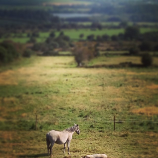 昼寝ちゅうの仔馬さん。お母さんは ちゃんとそばに立って様子を見てるみたいです。 Le bébé fait la sieste et dans ce cas-là la maman est à côté à le garder.