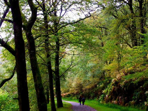 降りてくるところ。