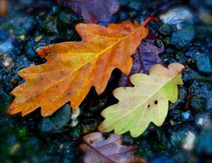 These perfect shapes and colors!! 