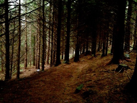 小暗い森のなかを抜ける道。Pauline m'a montré le chemin dans le bois, à Ballinrush.