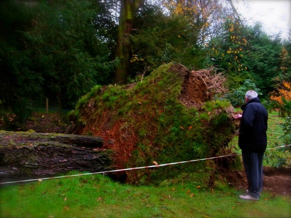 根っこから倒れてしまった古い木なんだね！　Même les racines étaient bien plus gros que les petits arbres!! 