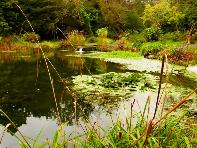 池のまわりのお花たちも冬支度。