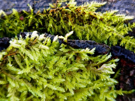 もしゃもしゃ。