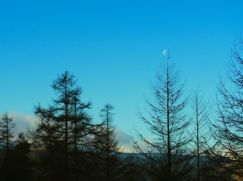 白いお月さんが梢に光ってる。La belle lune blanche dans le ciel bleu.