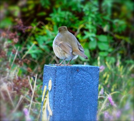 後ろ姿はアタマが四角い。Square head from behind!!