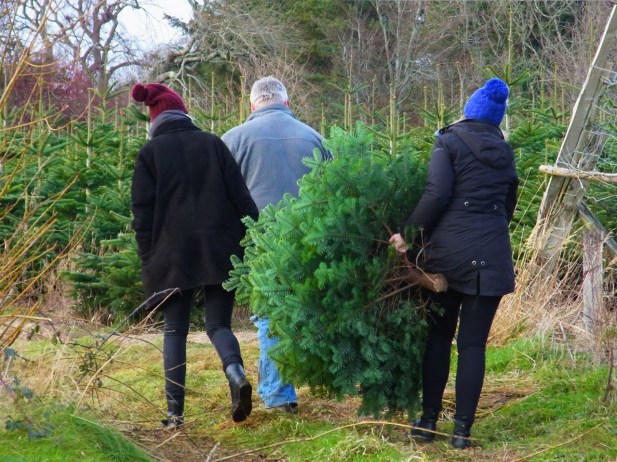 Hop!! Elles ont même transporté notre arbre!! Trop gentilles!! 