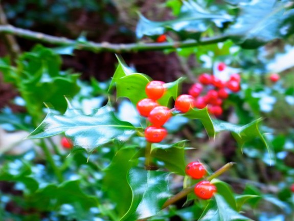 ぴかぴか光るヒイラギの赤。風が強くてピントが合わないぞう！ 家の大きなヒイラギの木、１１月半ばごろまでは、いっぱい赤い実がついていたのに、12月になったら、いつのまにか鳥たちが全部食べちゃって、全然残っていません。ウオーキングのとき道ばたに赤い実のついたヒイラギを見つけると気になる気になる！　写真だけ撮って、飾りましょう。