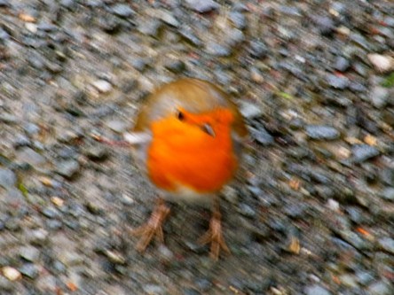 朝、駐車場でロビンちゃんに逢いました。人懐っこくて、すぐそばまで来ます。