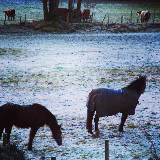 ７時２８分　隣のお馬さんたち　　7h28 Les chevaux de nos voisins