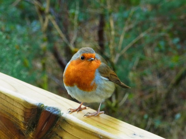 美人サンのロビンちゃん。ハッピーバレンタインのハートのかたちのエプロン姿! Happy Valentine Day Robin!! :)