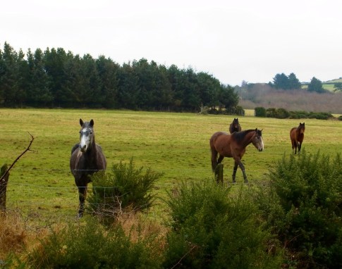 向こう側に他のお馬さんたちがいます。「誰が来たのかな???」と集まって来ました。De l'autre côté, il y a d'autres copains. Ils viennent aussi nous voir.