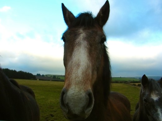 2歩ぐらい下がらないと顔全体が撮影できません!! Il a une grosse tête et je dois reculer pour le prendre en photo!!