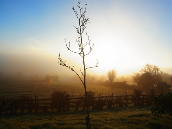 0210am0832　昨日に続いて今朝も霧のなかからお日様がぽわーんと出てましたが、午後はもう真っ白　寒い一日になりました。 まだ冬のまんなかって感じです。