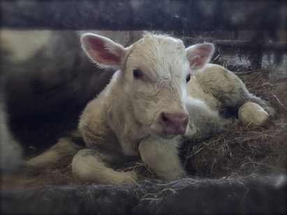 Brid's photo of baby girl 'K