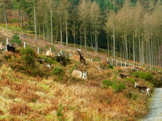 あっ　ヤギの群れだ〜！　Tiens! Les chèvres sur la pente!! On s'est arrêtées un peu pour les observer... et puis on s'est avancées tranquillement pour ne pas les 'choquer'...