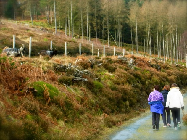 ボスやぎさんのすぐ下を通っていきます　Le maître du troupeau occupe bien la position stratégique. 