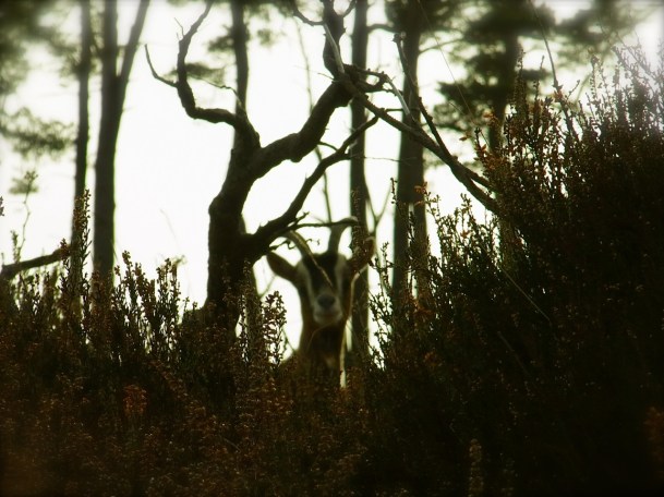 通り過ぎて振り返ったら、まだ見送ってくれてました。