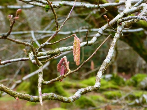 谷底にちょっとだけ、春の兆し。Juste un petit signe de printemps, en bas dans la vallée.