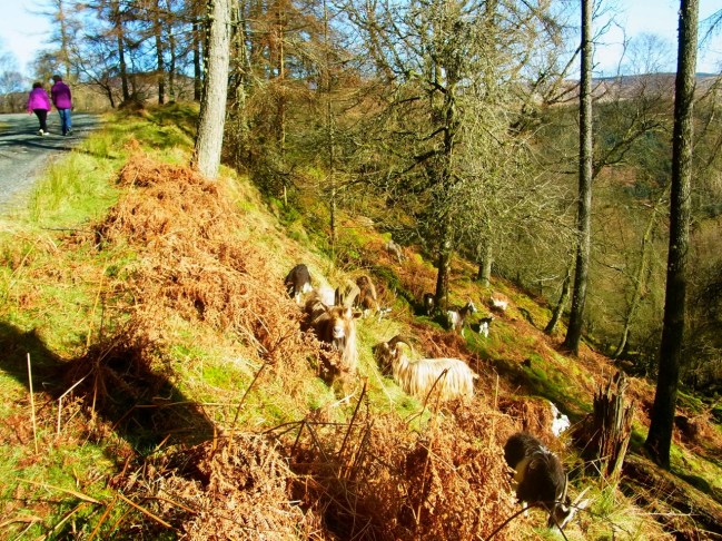 丘のてっぺんまで行ったら、またヤギさんたちに遭遇。On a encore rencontré le troupeau de chèvres. Peut-être que ce sont les mêmes.