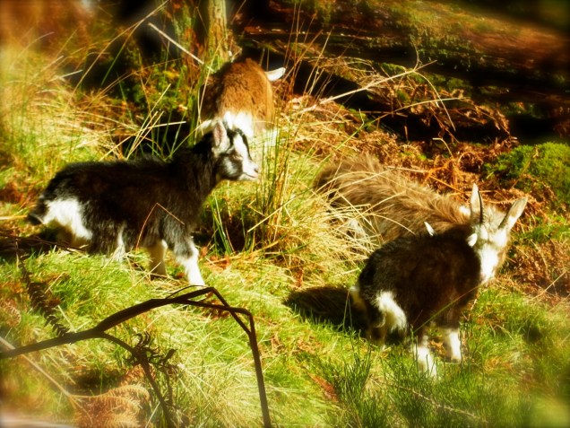 ふたごちゃんかな。