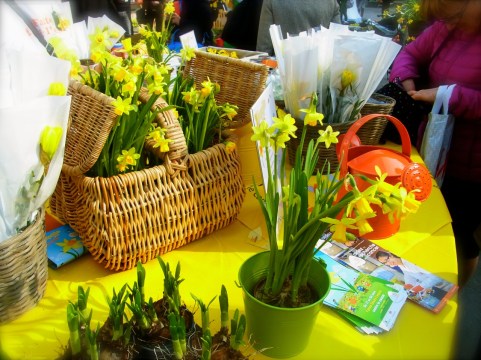 Derrière la gare Monparnasse, on a vu le stand des jonkilles pour la lutte contre le cancer. 春の色。癌撲滅の募金を駅の外でやっていました。アイルランドと同じだ！ French version of charity fund rising for cancer.