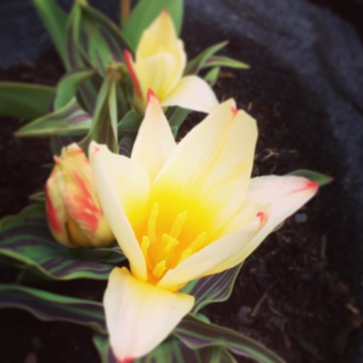 ３月２７日　Mes tulipes, le 27 mars.