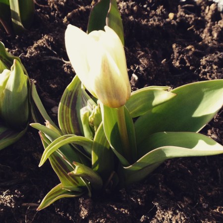 チューリップも顔だしました。３月２１日　 Lovely tulipes!!  21 March.