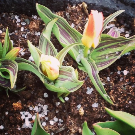 23 March, 17h21. ３月２３日　夕方の雹。１７：２１撮影。 