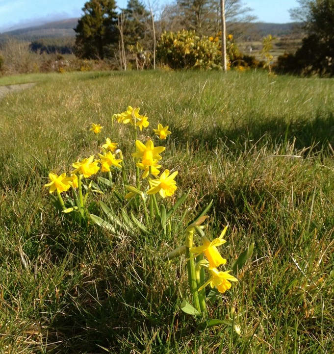 ジョーさんが長い穴を掘ってくれて、横一列に植えたのでした。ずいぶんいっぱい球根を植えたつもりだったけどなー。なにしろ広いので、こんなにちょぼっと見えます。「焼け石に水」 