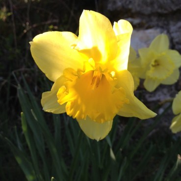 水仙はそろそろおしまい。