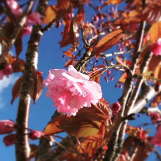 一足遅れて、八重桜みたいなのも。5月5日